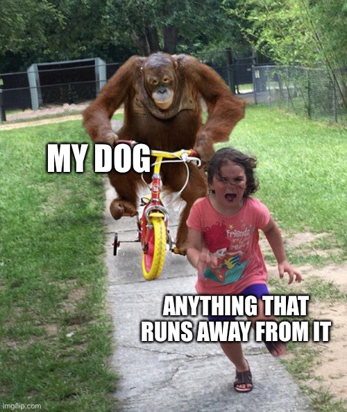 Orangutan chasing girl on a tricycle |  MY DOG; ANYTHING THAT RUNS AWAY FROM IT | image tagged in orangutan chasing girl on a tricycle | made w/ Imgflip meme maker