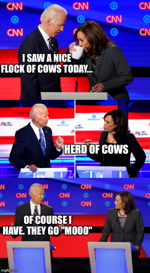 Cows go Mooooo | I SAW A NICE FLOCK OF COWS TODAY... HERD OF COWS; OF COURSE I HAVE. THEY GO "MOOO" | image tagged in politics,political meme,funny,biden,kamala harris,joe biden | made w/ Imgflip meme maker