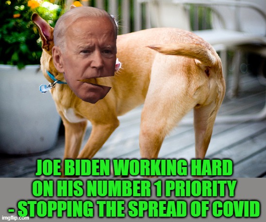 Biden chasing his tail | JOE BIDEN WORKING HARD ON HIS NUMBER 1 PRIORITY - STOPPING THE SPREAD OF COVID | image tagged in dog chasing tail,biden,covid-19 | made w/ Imgflip meme maker