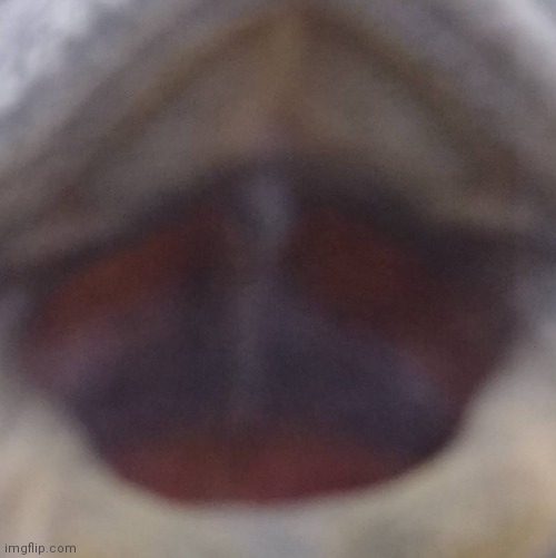 No context | made w/ Imgflip meme maker