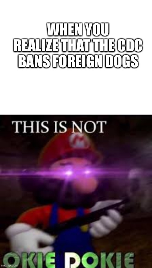 No!!!!!! | WHEN YOU REALIZE THAT THE CDC BANS FOREIGN DOGS | image tagged in blank white template,this is not okie dokie | made w/ Imgflip meme maker