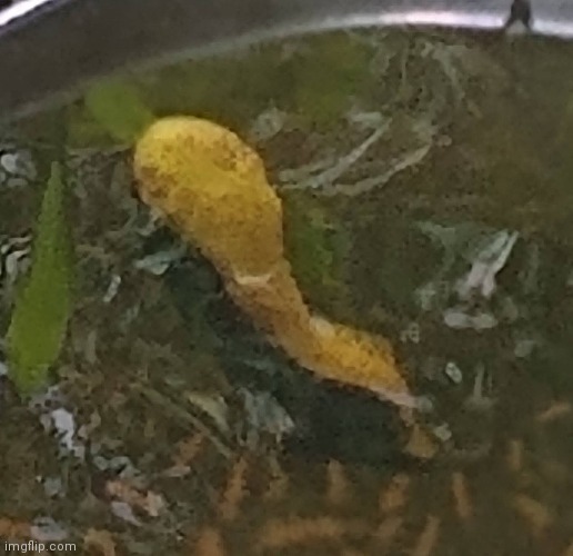 This is my buddy bullfrog tadpoles that's the size of my hand | made w/ Imgflip meme maker