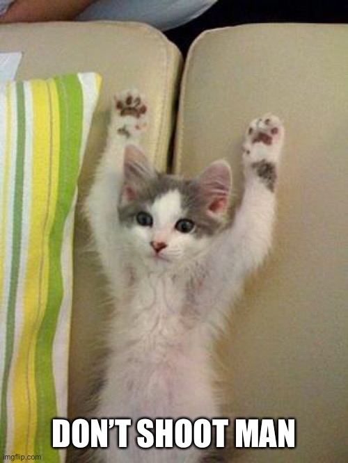 Hands up kitten | DON’T SHOOT MAN | image tagged in hands up kitten | made w/ Imgflip meme maker