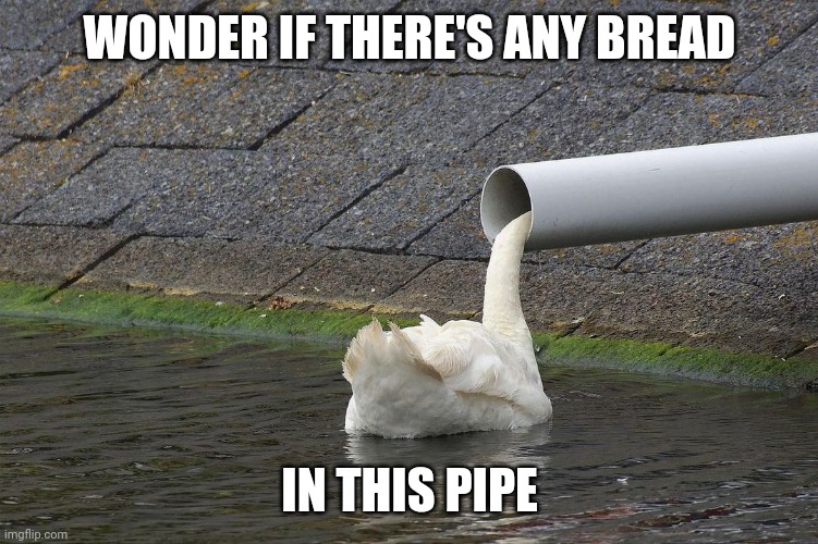 NOT ANY BREAD YOU WANT | WONDER IF THERE'S ANY BREAD; IN THIS PIPE | image tagged in ducks,goose,duck | made w/ Imgflip meme maker