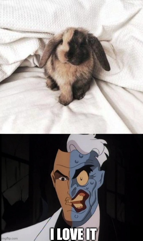 TWO FACE BUNNY | I LOVE IT | image tagged in bunnies,bunny,rabbit,two face | made w/ Imgflip meme maker