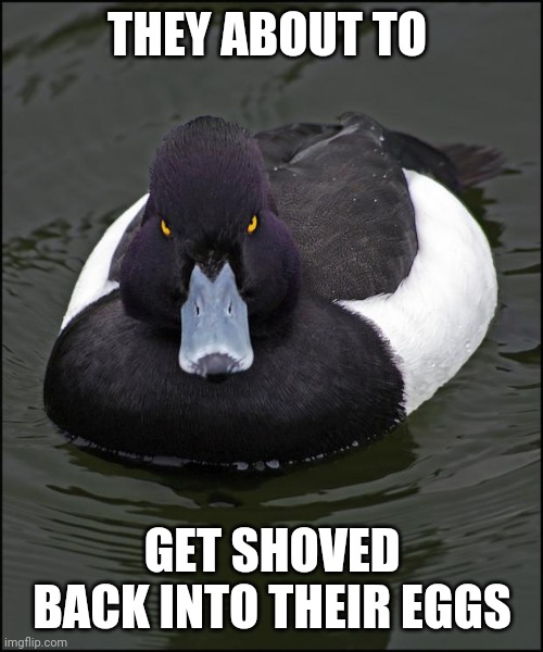 Angry duck | THEY ABOUT TO GET SHOVED BACK INTO THEIR EGGS | image tagged in angry duck | made w/ Imgflip meme maker