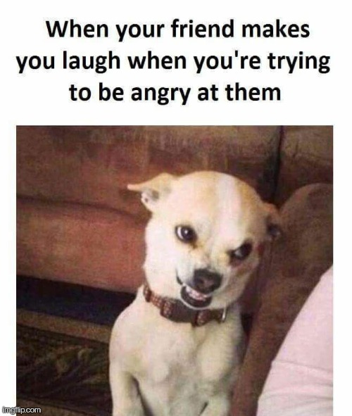 it always happens! | image tagged in dog,memes,funny,doggy,waterfin original | made w/ Imgflip meme maker