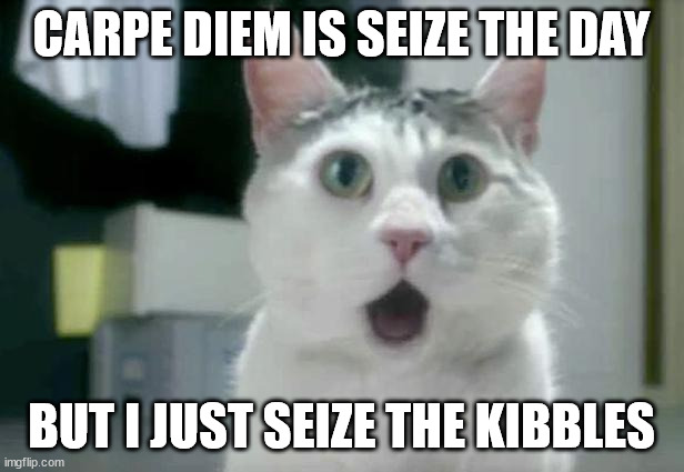 OMG Cat Meme | CARPE DIEM IS SEIZE THE DAY; BUT I JUST SEIZE THE KIBBLES | image tagged in memes,omg cat | made w/ Imgflip meme maker