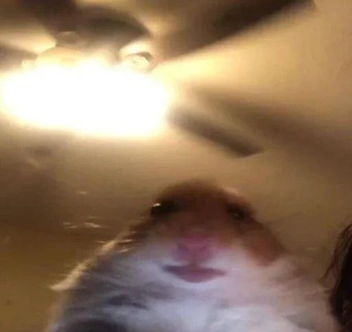 Hamster Blank Meme Template