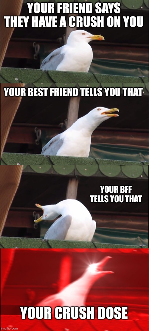 Inhaling Seagull Meme | YOUR FRIEND SAYS THEY HAVE A CRUSH ON YOU; YOUR BEST FRIEND TELLS YOU THAT; YOUR BFF TELLS YOU THAT; YOUR CRUSH DOSE | image tagged in memes,inhaling seagull | made w/ Imgflip meme maker