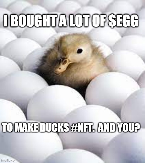 WavesDucks | I BOUGHT A LOT OF $EGG; TO MAKE DUCKS #NFT.  AND YOU? | image tagged in memes | made w/ Imgflip meme maker