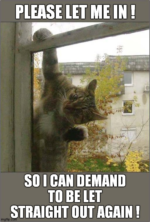 A Cats Indecisive Behaviour ? | PLEASE LET ME IN ! SO I CAN DEMAND TO BE LET STRAIGHT OUT AGAIN ! | image tagged in cats,indecisive,behaviour | made w/ Imgflip meme maker