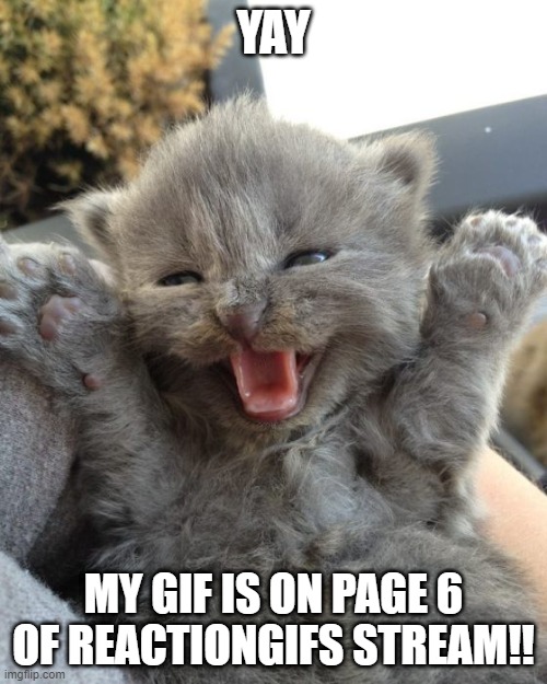 Yay Kitty | YAY; MY GIF IS ON PAGE 6 OF REACTIONGIFS STREAM!! | image tagged in yay kitty | made w/ Imgflip meme maker