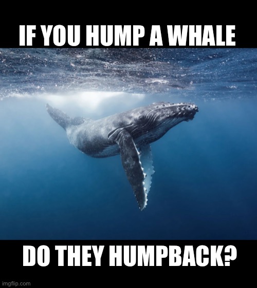Question of the day? | IF YOU HUMP A WHALE; DO THEY HUMPBACK? | image tagged in bad pun,dad joke | made w/ Imgflip meme maker