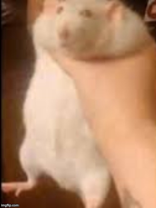 Man holding hamster | image tagged in man holding hamster | made w/ Imgflip meme maker