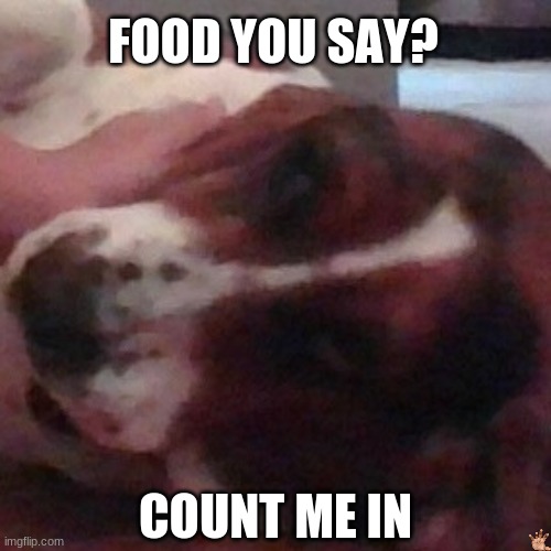 My Dog's Meme | FOOD YOU SAY? COUNT ME IN | image tagged in funny memes | made w/ Imgflip meme maker