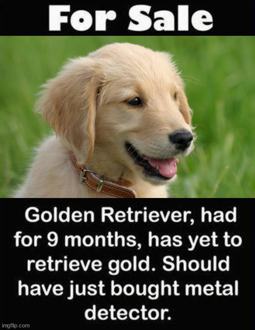 image tagged in dogs | made w/ Imgflip meme maker