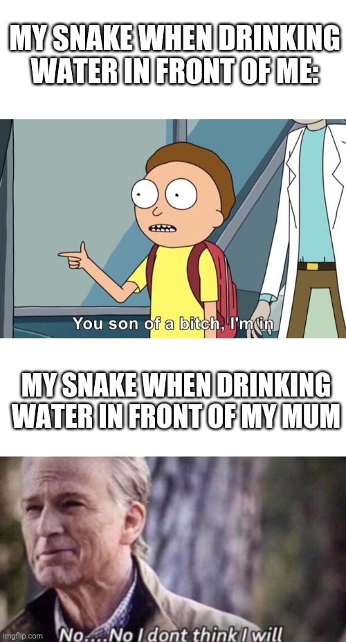 MY SNAKE WHEN DRINKING WATER IN FRONT OF ME:; MY SNAKE WHEN DRINKING WATER IN FRONT OF MY MUM | image tagged in blank white template,morty i'm in,snake,no i don't think i will | made w/ Imgflip meme maker