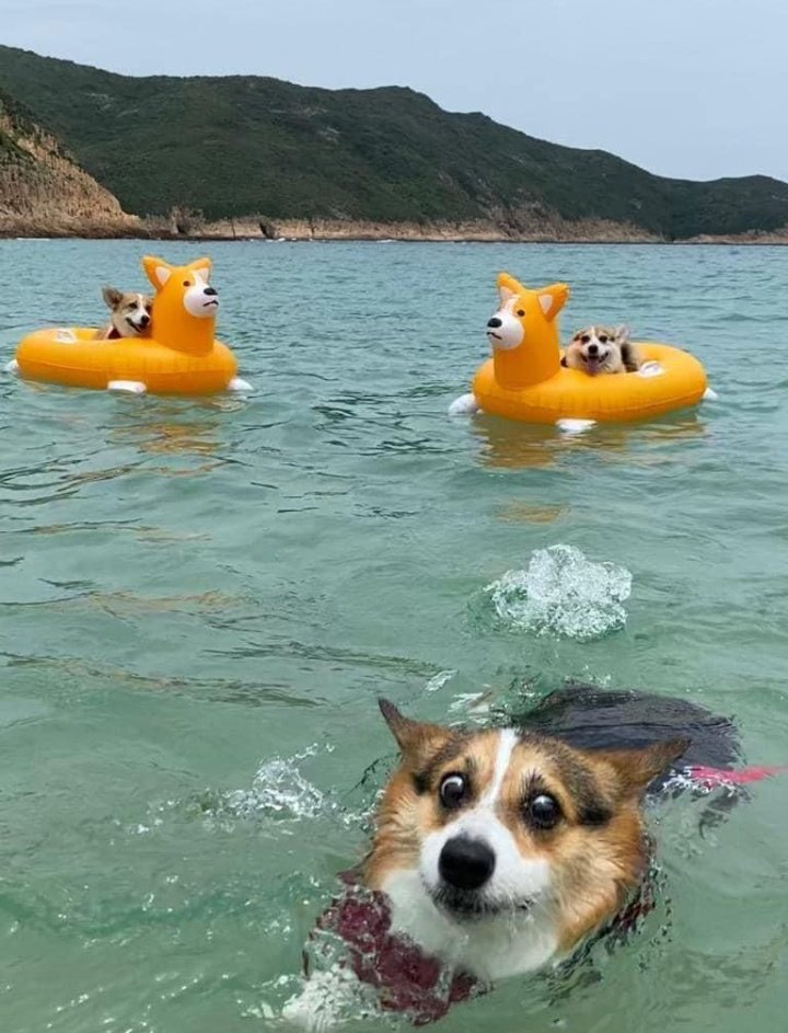 Swimming Corgis Blank Meme Template