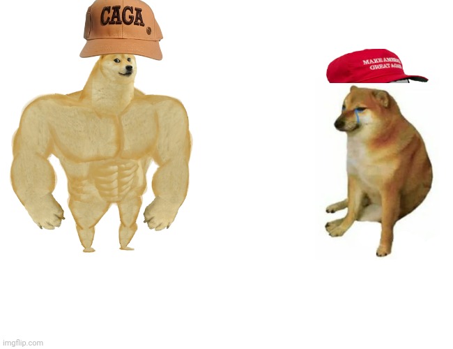 politicstoo reject comment | image tagged in memes,buff doge vs cheems,comments | made w/ Imgflip meme maker
