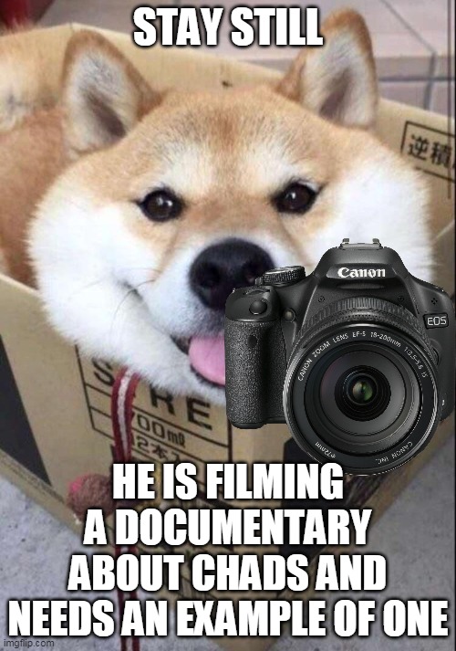 shibe take video |  STAY STILL; HE IS FILMING A DOCUMENTARY ABOUT CHADS AND NEEDS AN EXAMPLE OF ONE | image tagged in memes,shiba inu,doge | made w/ Imgflip meme maker