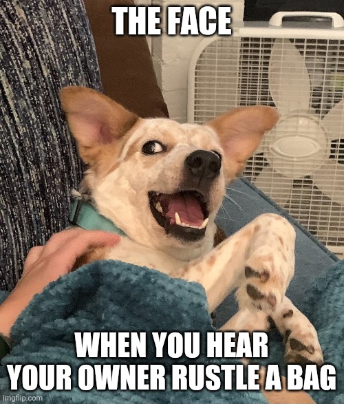 Doggie face | THE FACE; WHEN YOU HEAR YOUR OWNER RUSTLE A BAG | image tagged in doggo | made w/ Imgflip meme maker