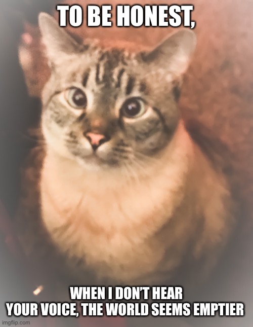 I’m listening | TO BE HONEST, WHEN I DON’T HEAR YOUR VOICE, THE WORLD SEEMS EMPTIER | image tagged in cat memes | made w/ Imgflip meme maker