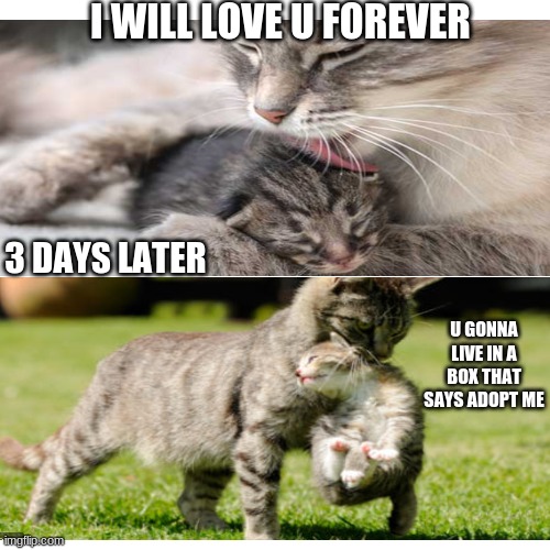 why are cats like this | I WILL LOVE U FOREVER; 3 DAYS LATER; U GONNA LIVE IN A BOX THAT SAYS ADOPT ME | image tagged in memes,blank transparent square | made w/ Imgflip meme maker