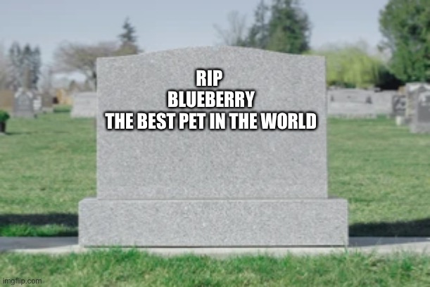 :( | RIP 
BLUEBERRY
THE BEST PET IN THE WORLD | image tagged in sad,death | made w/ Imgflip meme maker