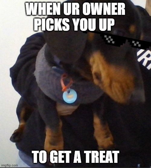Treat time boi | WHEN UR OWNER PICKS YOU UP; TO GET A TREAT | image tagged in dog,meme glasses | made w/ Imgflip meme maker