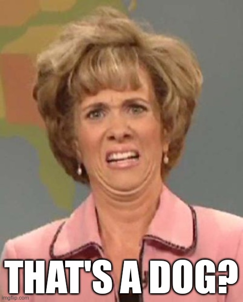 Disgusted Kristin Wiig | THAT'S A DOG? | image tagged in disgusted kristin wiig | made w/ Imgflip meme maker