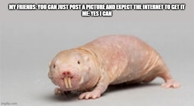 MY FRIENDS: YOU CAN JUST POST A PICTURE AND EXPECT THE INTERNET TO GET IT
ME: YES I CAN | image tagged in naked mole rat | made w/ Imgflip meme maker