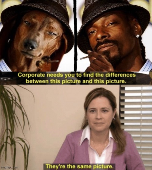LOL | image tagged in corporate needs you to find the differences,funny,actors,animals,theyre the same picture,movies | made w/ Imgflip meme maker