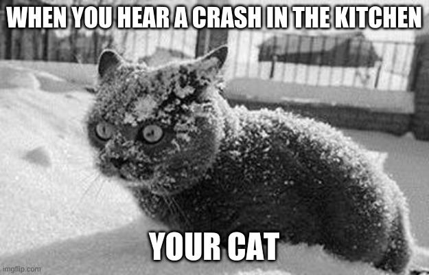 so much cocaine cat | WHEN YOU HEAR A CRASH IN THE KITCHEN; YOUR CAT | image tagged in so much cocaine cat | made w/ Imgflip meme maker