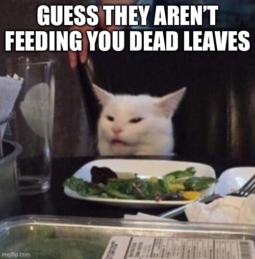 Annoyed White Cat | GUESS THEY AREN’T FEEDING YOU DEAD LEAVES | image tagged in annoyed white cat | made w/ Imgflip meme maker