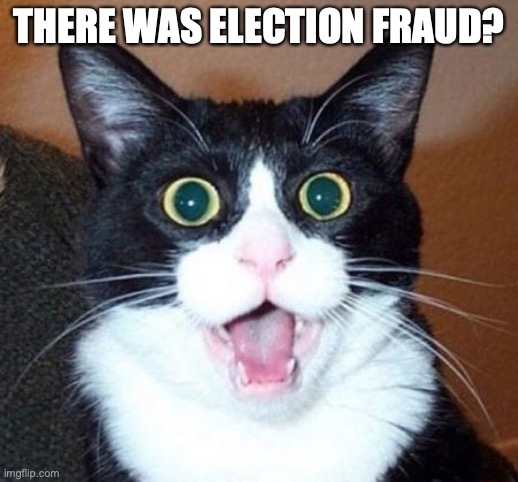Surprise cat | THERE WAS ELECTION FRAUD? | image tagged in surprised cat lol | made w/ Imgflip meme maker