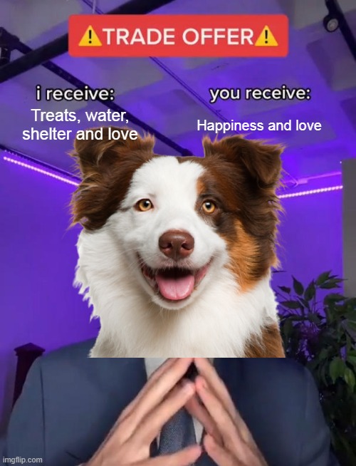 doggos are cool | Treats, water, shelter and love; Happiness and love | image tagged in trade offer,dogs | made w/ Imgflip meme maker
