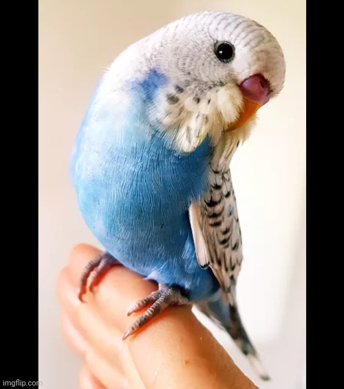 Guys I'm getting my bird tomorrow his name is cloud if it the 22 of July for you then I got the bird | image tagged in bugie | made w/ Imgflip meme maker