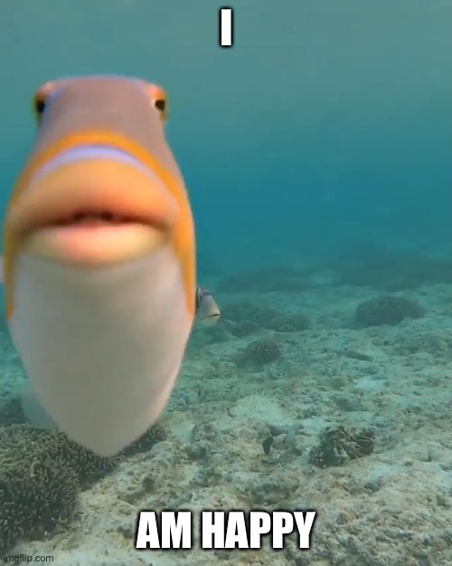 staring fish | I; AM HAPPY | image tagged in staring fish | made w/ Imgflip meme maker