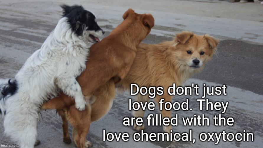 dogs humping | Dogs don't just love food. They are filled with the love chemical, oxytocin | image tagged in dogs humping | made w/ Imgflip meme maker