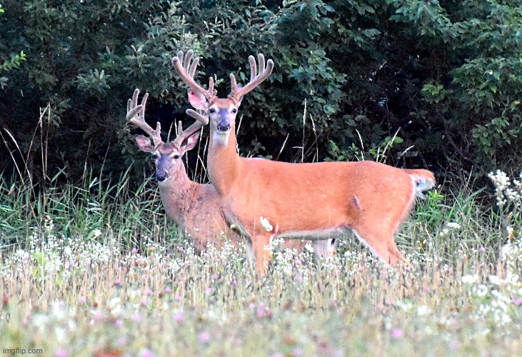 a couple of bucks | image tagged in bucks,deer | made w/ Imgflip meme maker