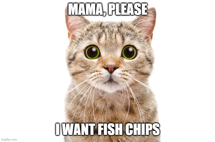 Cat Begging for Fish Chips | MAMA, PLEASE; I WANT FISH CHIPS | image tagged in cat begging | made w/ Imgflip meme maker