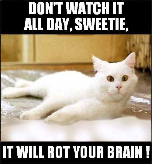 Too Much Television ! | DON'T WATCH IT ALL DAY, SWEETIE, IT WILL ROT YOUR BRAIN ! | image tagged in cats,watching tv,fifth element | made w/ Imgflip meme maker