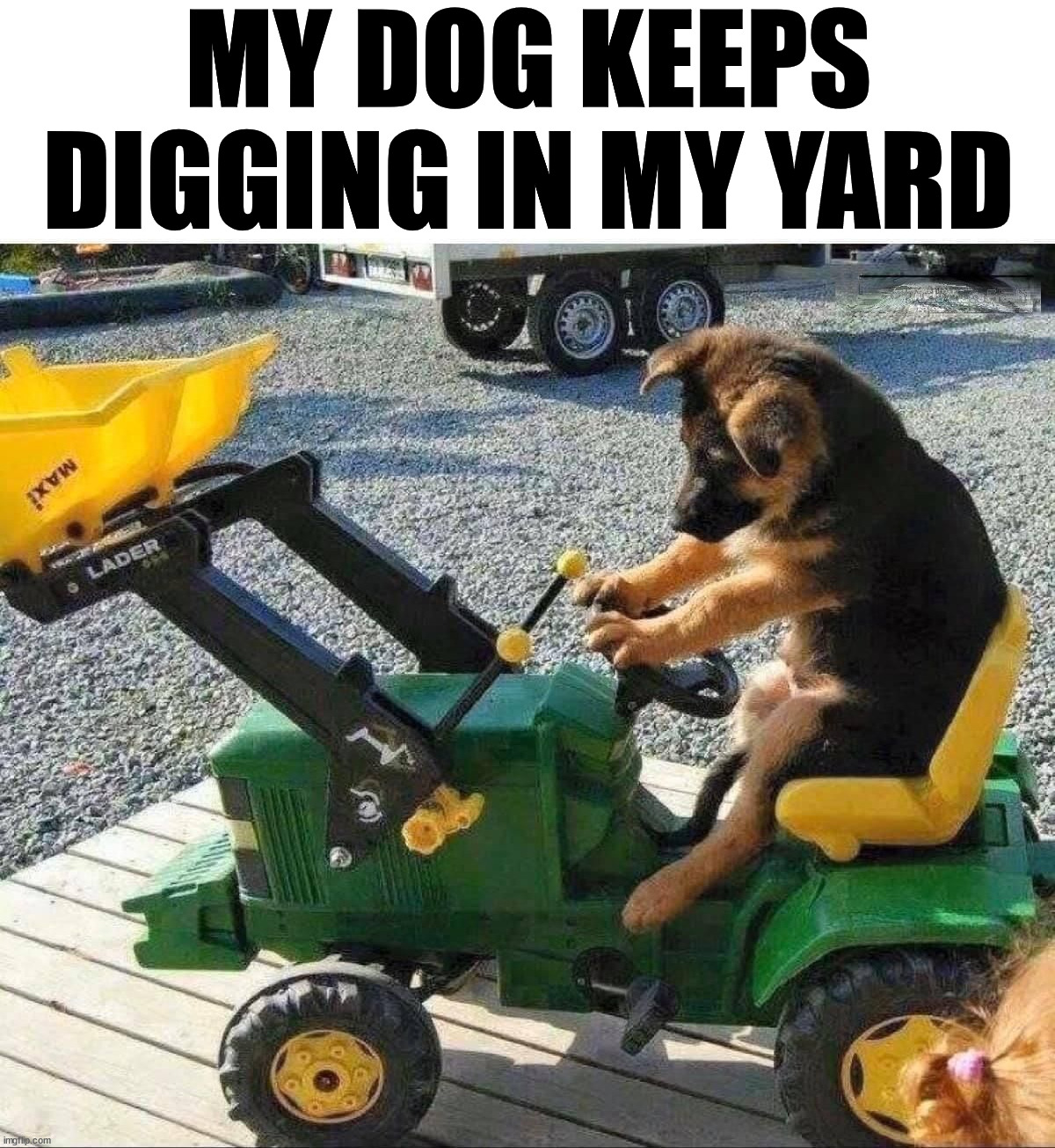 MY DOG KEEPS DIGGING IN MY YARD | image tagged in dogs | made w/ Imgflip meme maker