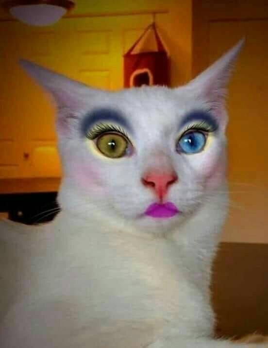 Cat with Makeup Blank Meme Template