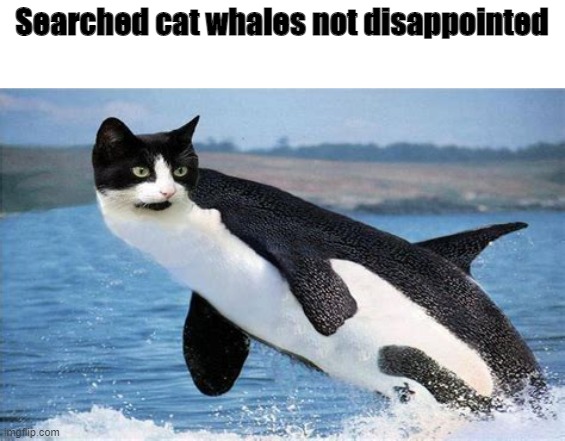 The best search till now | Searched cat whales not disappointed | image tagged in cats,whale | made w/ Imgflip meme maker
