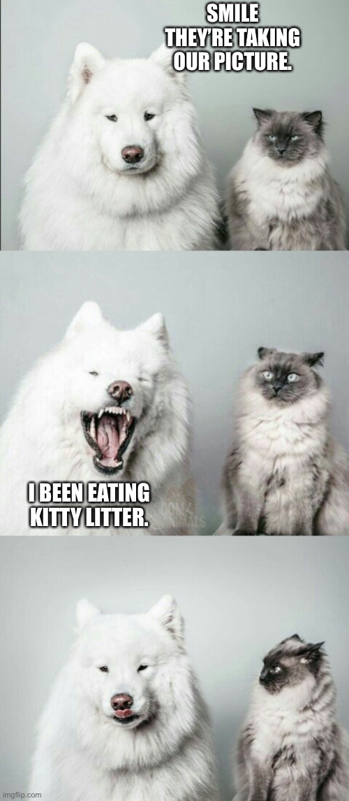 bad joke dog cat | SMILE THEY’RE TAKING OUR PICTURE. I BEEN EATING KITTY LITTER. | image tagged in bad joke dog cat | made w/ Imgflip meme maker