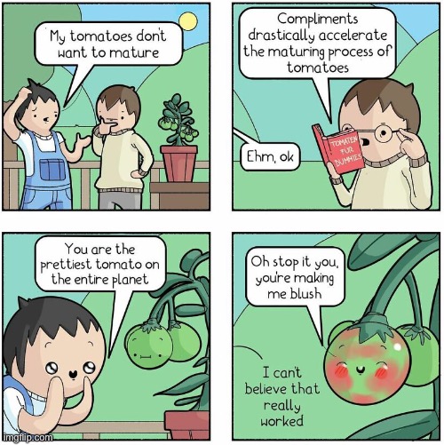 Smort way to ripen a tomato | image tagged in comics/cartoons,funny,tomatoes,food,maturity,infinite iq | made w/ Imgflip meme maker