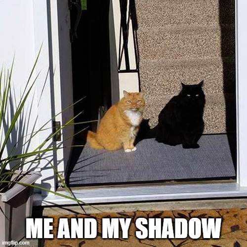 cat shadow | ME AND MY SHADOW | image tagged in two cats | made w/ Imgflip meme maker