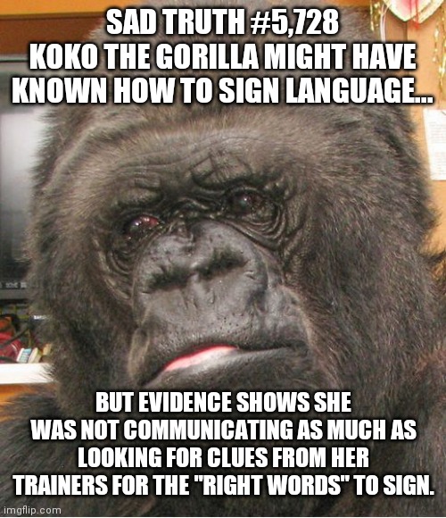 Koko the Gorilla and your Uncle who claimed he saw Bigfoot have the same issue, lack of data. | SAD TRUTH #5,728
KOKO THE GORILLA MIGHT HAVE KNOWN HOW TO SIGN LANGUAGE... BUT EVIDENCE SHOWS SHE WAS NOT COMMUNICATING AS MUCH AS LOOKING FOR CLUES FROM HER TRAINERS FOR THE "RIGHT WORDS" TO SIGN. | image tagged in koko gorilla,data,proof,science | made w/ Imgflip meme maker